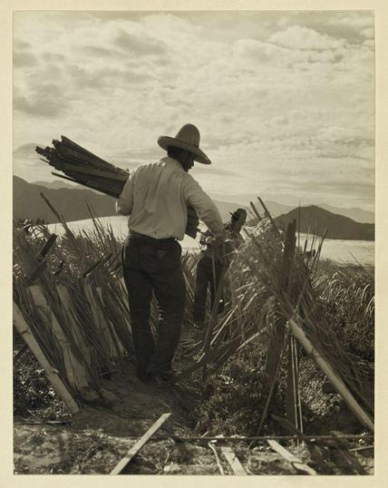 The image depicts a vintage photograph in sepia tones. It shows an individual from behind, wearing what appears to be period-appropriate attire consisting of long sleeves and trousers, along with a wide-brimmed hat indicative of rural workwear or possibly for sun protection.

This person is carrying a substantial load on their right shoulder, which seems to consist of wooden planks stacked in a manner that suggests they may have been gathered from the ground. The environment around them appears arid with dry grass and sparse vegetation, underlining an open landscape likely used for farming purposes or related rural activities.

In front of this individual is another figure standing amidst tall reeds or similar plants, possibly holding something aloft in their hand but it's not clearly discernible due to the angle. The horizon reveals a vast expanse with mountains faintly visible against a cloudy sky, indicating that this scene takes place outside an urban setting.

The photograph carries historical significance as suggested by its style and subject matter—likely representing rural labor during a time of significant migration challenges in California, aligning closely with themes discussed in the referenced source.