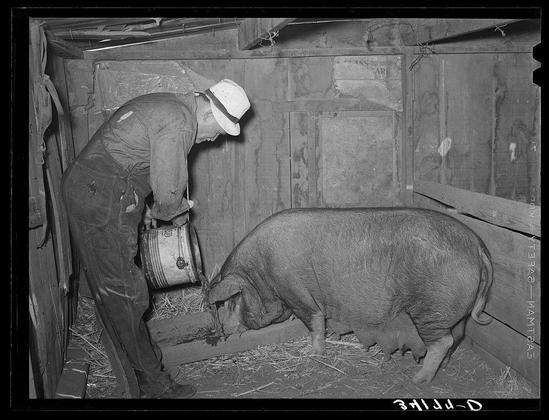 This black and white photograph depicts an individual dressed in overalls and wearing a hat, bending down to pour liquid from a jug into the trough of a large pig. The setting appears to be inside a wooden structure with slatted walls that resemble a barn or animal stall. The ground is littered with straw or hay, providing bedding for the pigs.

The image exudes an aura of rural life and agricultural labor, showcasing human-animal interaction during feeding time. It reflects historical methods of pig farming where manual care was essential in daily operations. This photograph seems to be part of a larger collection documenting various aspects of rural America from different periods or regions, as suggested by the caption referencing Mr. Bosley's reorganization unit and Baca County, Colorado.

The image is credited with a timestamp that includes "Dorothea Lange" on the bottom right corner, indicating it might have been taken or curated under her supervision or influence, likely during the early to mid-20th century when Dorothea Lange was active as a photographer. The presence of this attribution also adds historical context and authenticity to the photograph.

In summary, the image captures a moment from rural life involving pig farming in Colorado, possibly taken by or associated with renowned photojournalist Dorothea Lange during her career documenting American agricultu [...]