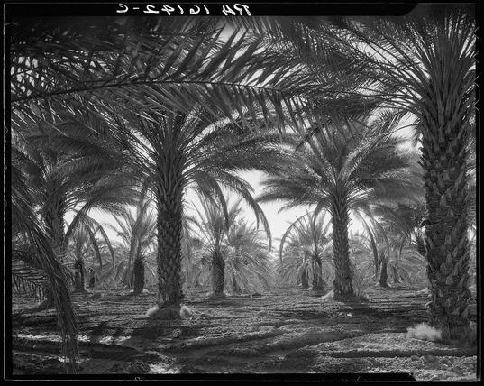 The image is a black and white photograph depicting an expansive grove of palm trees. The perspective shows the tops of numerous date palms rising into the sky, with their fronds creating intricate patterns against what appears to be bright sunlight filtering through the foliage above. In between these towering plants are paths or rows that seem used for walking or possibly agricultural purposes.

The ground is uneven and covered in patches where grass or small shrubs grow amidst more barren soil visible from frequent tilling or foot traffic, indicative of active cultivation rather than wild growth. The trees show varying stages of development; some have a fuller canopy with dense fronds while others appear less lush but still tall enough to be considered mature date palms.

The photograph has "Dorothea Lange" watermarked across the top right corner in white lettering on what appears to be a transparent overlay, suggesting it is sourced from her archive or collection. Below this watermark and at the bottom of the image are additional words: "Coachella Valley, California," which likely indicates both the location where she captured this scene as well as possibly serving as an identifier for one of Lange's bodies of work.

The overall composition suggests a working date palm orchard in Southern California during daylight hours with ample sunlight illuminating the grove.