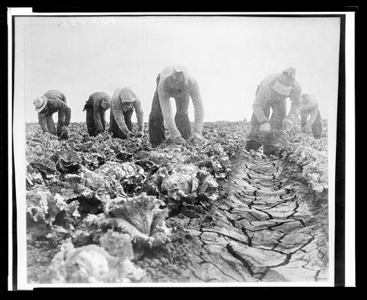 The photograph captures a group of individuals engaged in manual labor on arid land. They are bent over, with their hands reaching into the ground amongst leafy crops that appear to be lettuce or similar greens. The scene is characterized by dry, cracked soil which suggests extreme drought conditions. Each person wears work attire typical for outdoor farmwork—such as hats and long-sleeve shirts—and appears to use tools like hoes to tend to the plants. There's a stark contrast between their laborious activity in this seemingly inhospitable environment and the lush vegetation they are working with, underscoring themes of resilience or perhaps hardship within an agricultural setting. The black-and-white nature of the image emphasizes texture and form over color, which could imply historical context given its grainy quality and style.