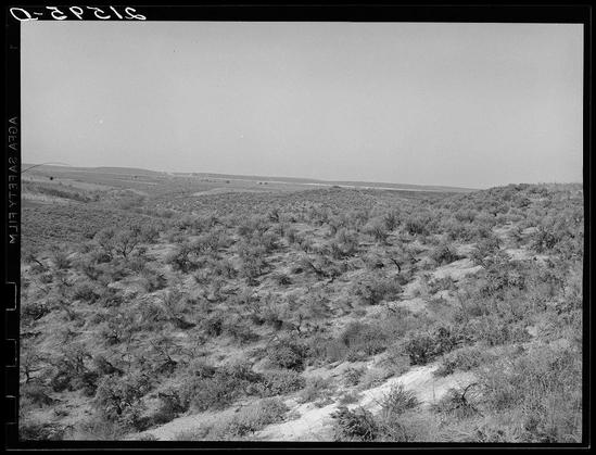 A black and white photograph depicting a vast expanse of arid terrain. The landscape is characterized by scattered, leafless shrubs or small trees that dominate the scene, suggesting an environment possibly experiencing drought conditions.

In the foreground, there's a noticeable dirt path meandering through the vegetation, leading towards what appears to be more open land in the distance where fewer bushes are visible. In the midground and background, gentle undulations of hills extend into the horizon under a clear sky with no discernible clouds or signs of precipitation.

The image is labeled "Dorothea Lange" at its top left corner, potentially indicating either the photographer's name (if indeed Dorothea Lange took this photo) or referencing her style which often focused on stark landscapes and rural America. The overall composition evokes a sense of desolation and simplicity in nature.

The photograph is marked with "Landscape showing raw land" and identified as Nyssa Heights, Malheur County, Oregon along the bottom edge. This suggests that it's not just any landscape but specifically captured within these geographical coordinates known for its arid conditions.