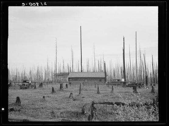 The image depicts a black and white rural landscape featuring an old, weathered cabin with several tall wooden poles rising from the ground around it. These poles appear to be remnants of tree stumps or possibly utility poles that have been dismantled. The surrounding area is sparsely vegetated, primarily consisting of grassy fields with scattered patches of shrubbery and small trees. In the foreground, there are a few discarded farming implements such as plows lying on the ground.

The cabin itself has an aged appearance, with exposed wooden beams and a simple structure indicative of early to mid-20th century rural architecture. The windows seem closed or covered up, suggesting that it may not be currently in use or is being preserved for historical purposes. Nearby, there are parked vintage vehicles, including what looks like a truck and another older automobile.

The sky above is overcast with clouds, contributing to the somber atmosphere of the scene. In the background, you can see more wooden poles extending into the distance, creating a repetitive pattern that adds depth to the composition. The overall mood conveyed by this image evokes feelings of abandonment or neglect in once-lively rural farmland.

The photograph carries historical significance as it seems to be taken from an archive related to farm security administration (FSA) projects during the 1930s, likely [...]