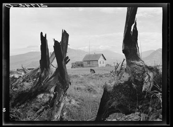The image is a black and white photograph depicting an overcast rural scene with a sense of desolation. In the foreground, there are two large charred tree stumps that dominate the left side of the frame. They appear to be remnants from trees felled in recent times.

In the midground, we see a wide expanse of grassy land leading up to what seems like recently cleared farmland with some residual brush and debris scattered around. The field is marked by sporadic clumps of vegetation and patches that could indicate where crops were once planted or perhaps areas still awaiting cultivation.

The background features an old-looking house on the right side, characterized by a weathered white exterior, dark window frames, and a prominent chimney protruding from its center. A smaller structure attached to it is partially visible behind the main building. The roof appears sloped with at least one section showing signs of damage or decay.

Behind this residential scene stands a farm-like setup with multiple structures including what could be barns or sheds, suggesting agricultural activity in the area. There's also an electric utility pole and lines extending towards these buildings.

The landscape is punctuated by rolling hills that fade into soft, indistinct mountain ranges under the overcast sky, which contributes to the overall somber mood of the photograph. The image evokes a se [...]