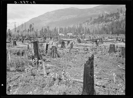 The image depicts a landscape featuring numerous stumps, remnants of trees that have been cut down. The scene is set in an outdoor environment with a backdrop of rolling hills and sparse vegetation, suggesting this might be a forested area undergoing deforestation or land clearing for agricultural purposes.

In the foreground, various tree stumps are scattered unevenly across what appears to be cleared ground. Some stumps stand upright while others lie horizontally on the soil, indicating different stages in the cutting process. Interspersed among these stumps are remnants of wooden structures that might have been buildings or equipment related to logging operations.

The terrain is rough and rocky with a mix of dirt and patches of grass visible through the gaps between tree stumps. The absence of dense foliage suggests either early growth stage, post-clearing environment, or an area naturally lacking in vegetation cover. In some areas, wildflowers can be seen growing amongst the soil among the debris left from logging activities.

The image is monochromatic and carries a historical feel due to its grainy texture and black-and-white presentation. There are no visible human figures, which adds to the sense of abandonment or stillness in the scene. The photograph's composition directs attention towards the stumps as central elements that underscore themes related to resourc [...]